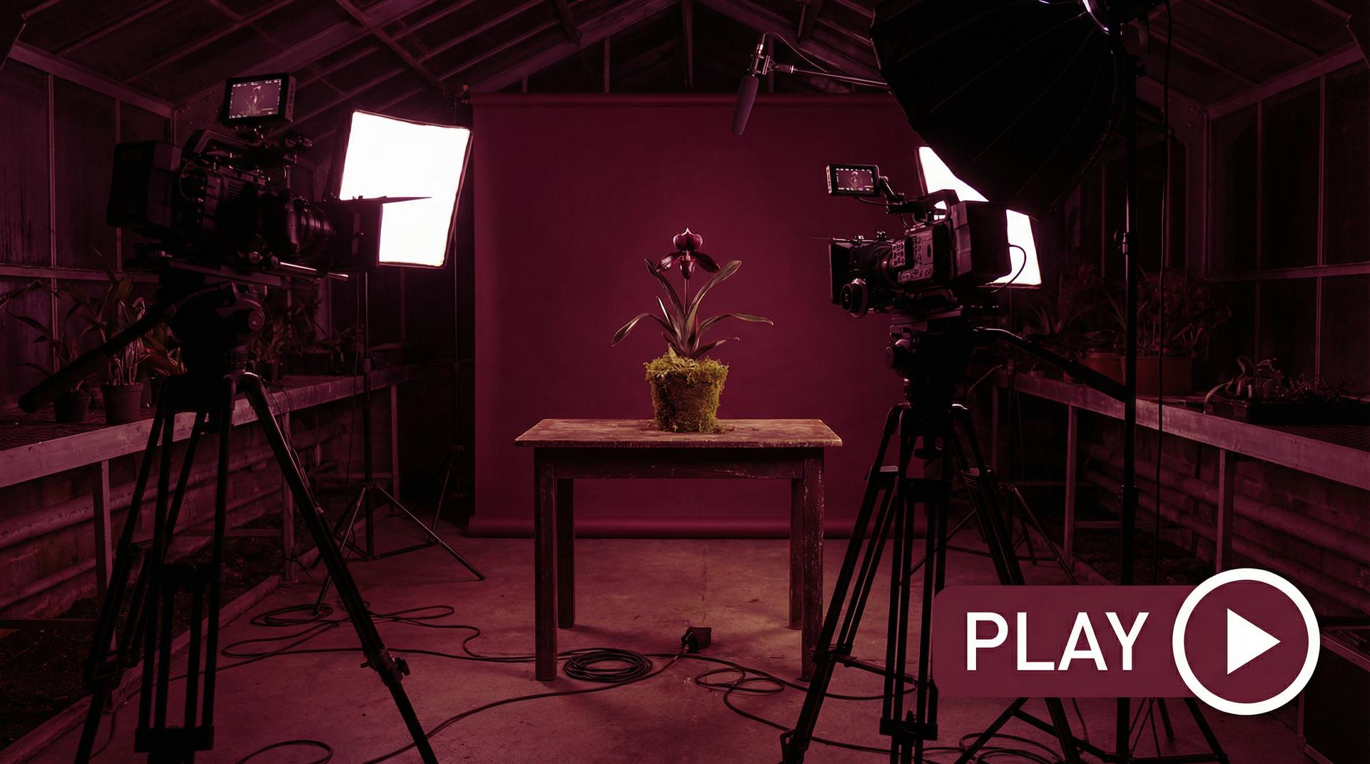 芒果视频植物视频 - 珍稀兰花视频拍摄幕后